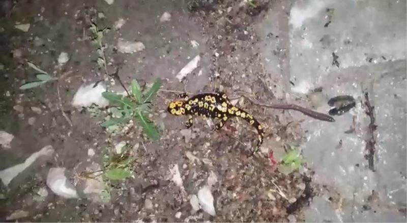 Tunceli’de benekli semender görüntülendi
