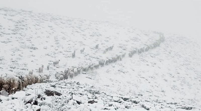 Aniden bastıran kar yağışı Yüksekova’yı beyaza bürüdü
