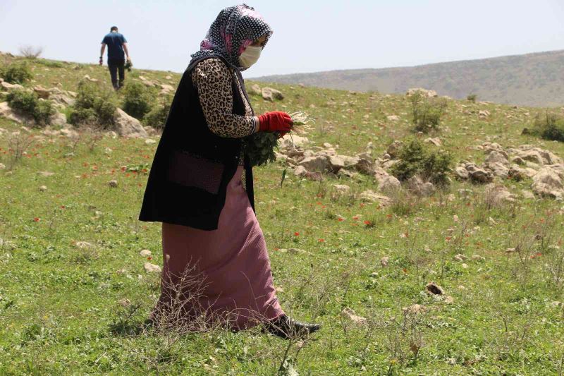 Şırnaklıların yeni geçim kaynağı ‘Yılanyastığı’ ihracatı
