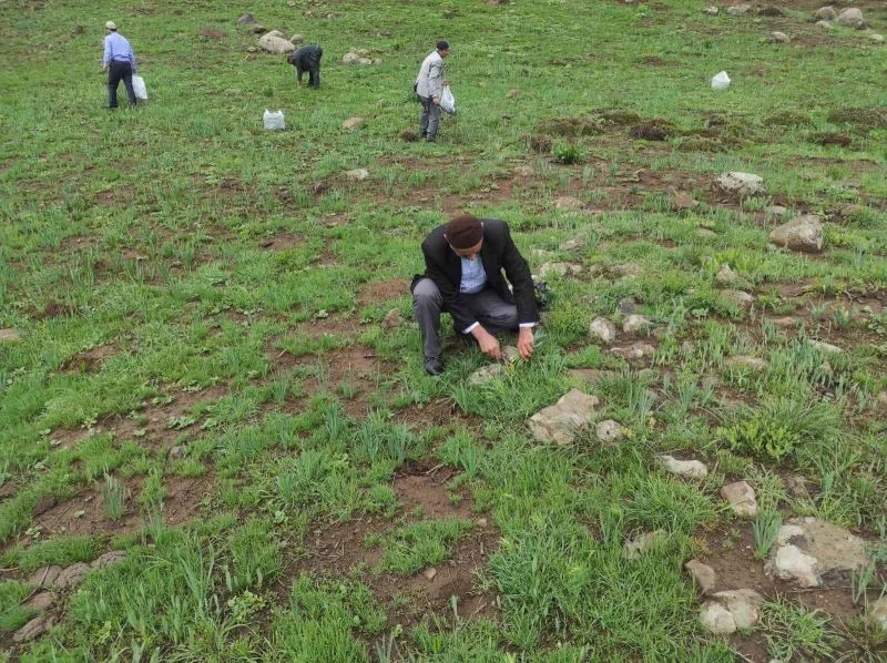 Doğu ve Güneydoğuda teröristlerden arındırılan dağlar, vatandaşların geçim kaynağı oldu
