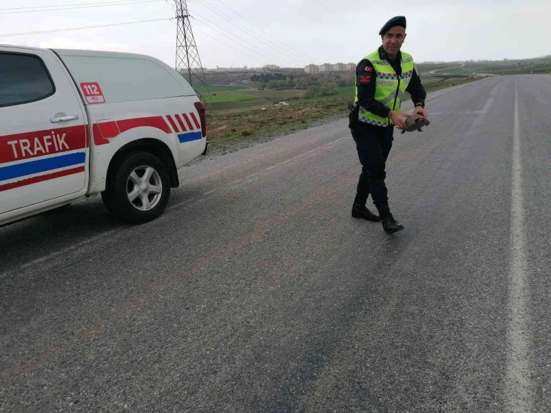 Jandarmadan kaplumbağaya yardım eli
