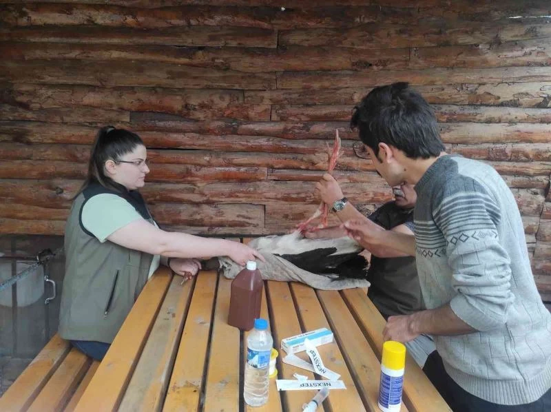 Tedavisi biten leylek doğaya bırakıldı
