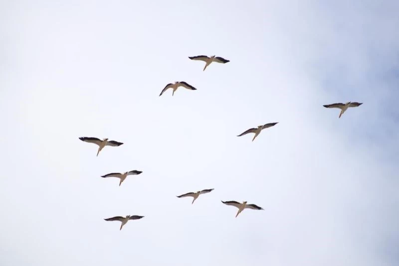 Onlarca leylek gökyüzünü renklendirdi
