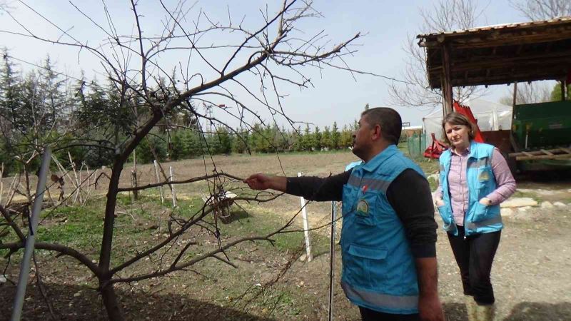 Meyve ağaçlarının kabuklarındaki kuruma üreticileri endişelendirdi
