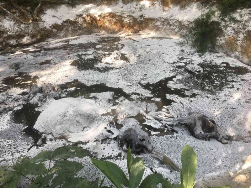 Tayland ormanlarında 5 ölü fil bulundu
