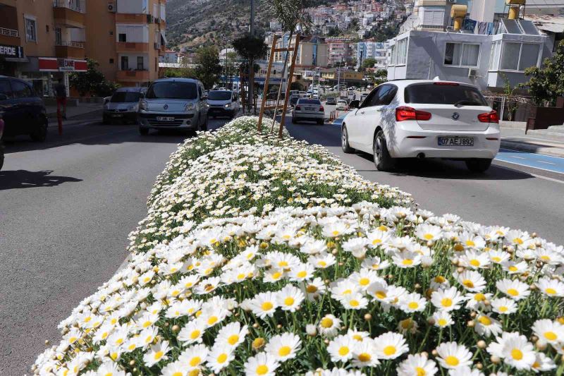 630 bin çiçekle Alanya rengarenk olacak
