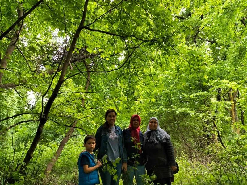 Köyceğiz’de sığla ağaçları yeşile büründü
