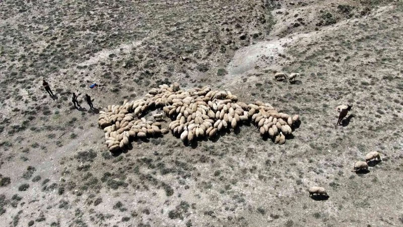 Havalar ısındı, koyunlar meraya çıkmaya başladı

