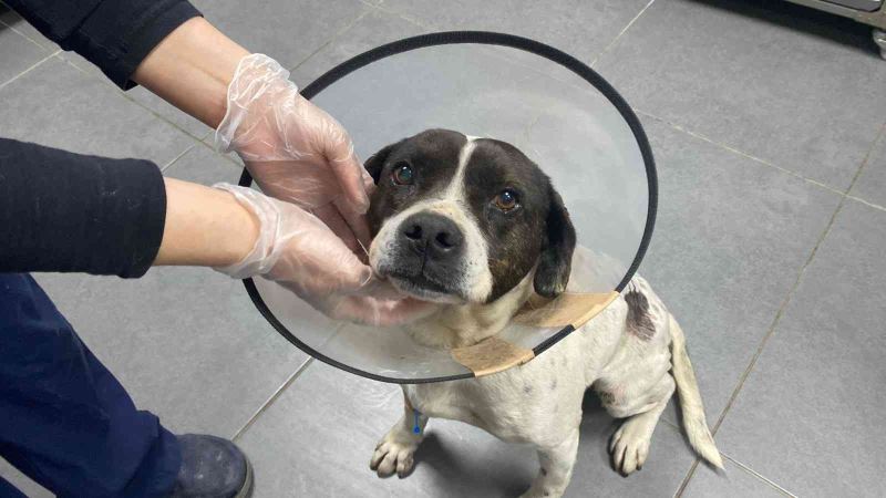 Sokak köpeğinden yumruk büyüklüğünde tümör alındı
