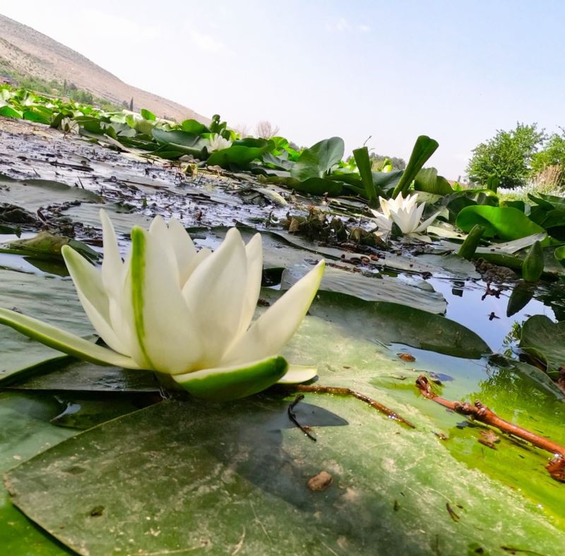 Nilüfer çiçekleri kirlilikle boğuşuyor: Koparmanın cezası 73 bin lira
