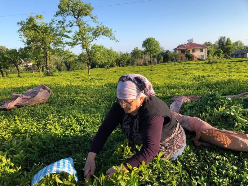 ÇAYKUR, üreticiden çay almaya devam ediyor
