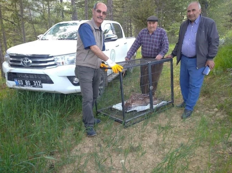 Annesinin terk ettiği yavru kızıl geyik koruma altına alındı
