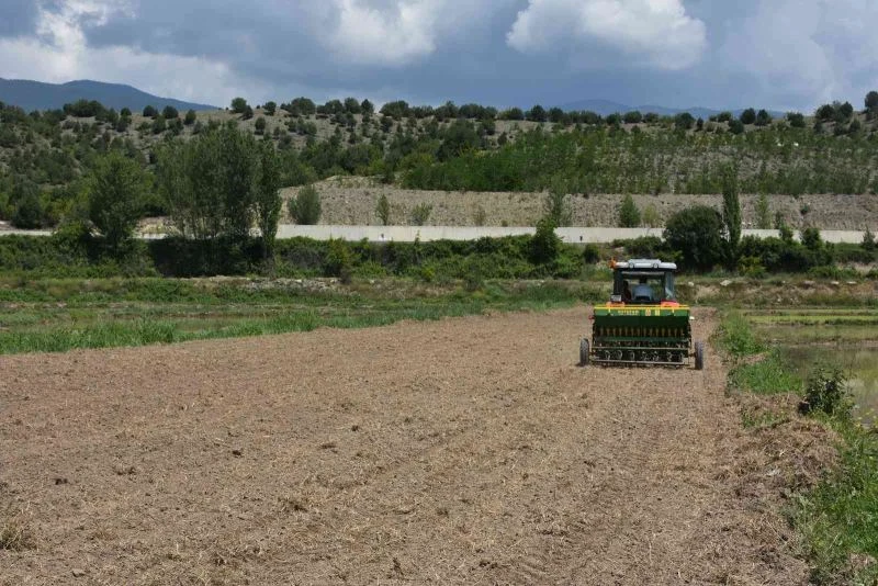 ’Tosya pirinci’ damlama sulama yöntemi ile yetişecek
