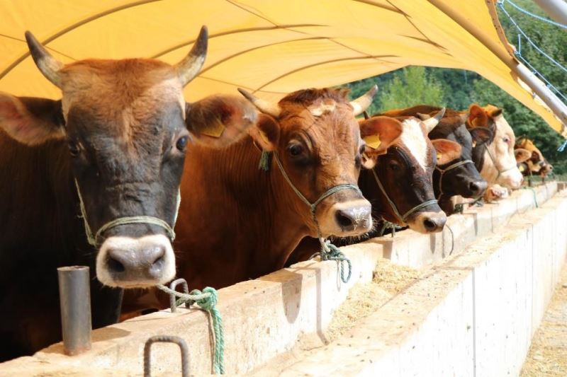 Aydın’da kurban kesim ve hareketliliklerinde uyulması gereken esaslar belirlendi
