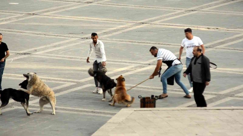 Başıboş köpeklerin kavgasını vatandaşlar ayırdı
