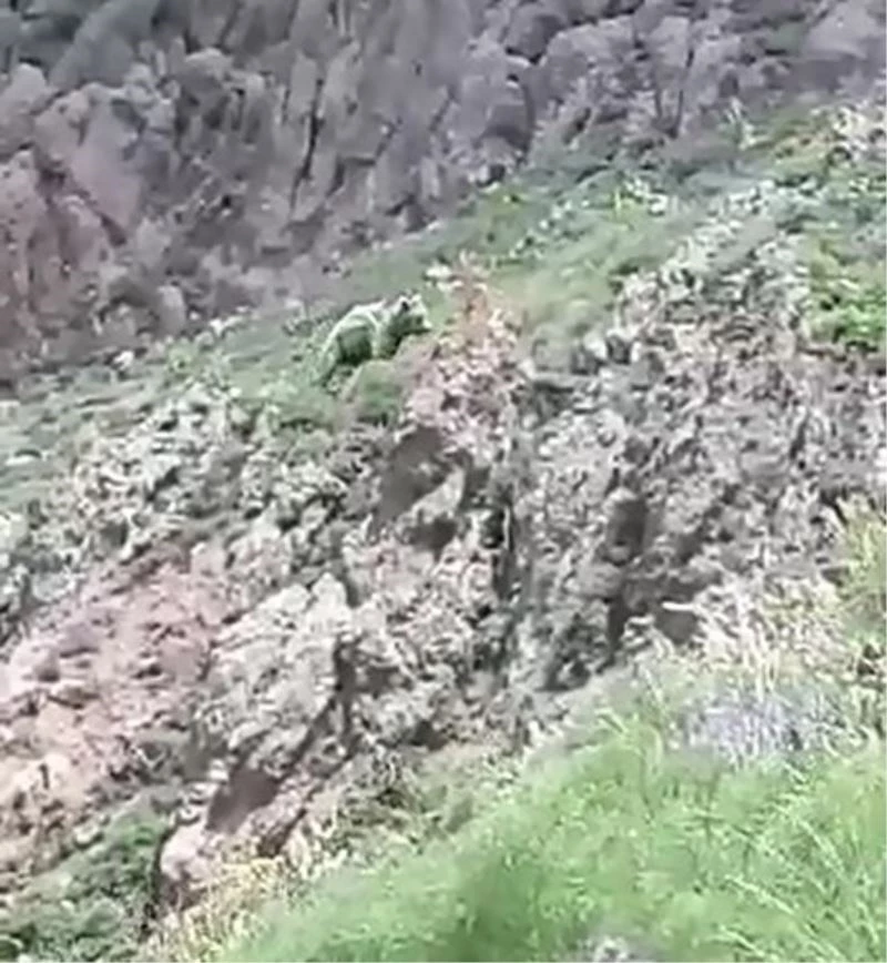 Vatandaşın ayıya söyledikleri gülümsetti
