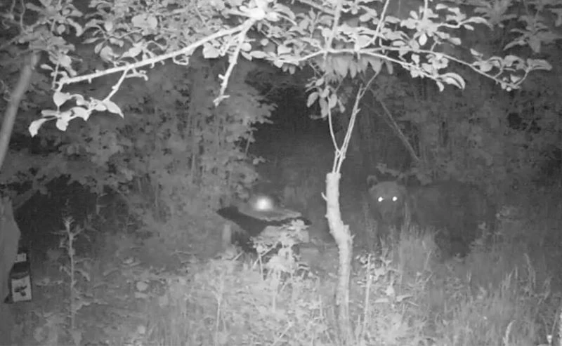 Kastamonu’da bozayı, arı kovanını parçalayıp balları yedi
