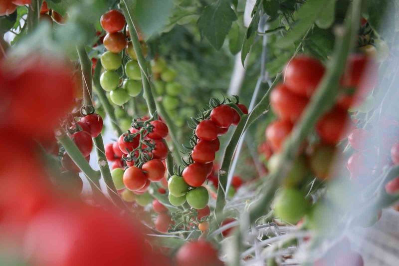 Yılda 1250 ton domates üretimi hedeflenen merkez dünya piyasasına açılacak
