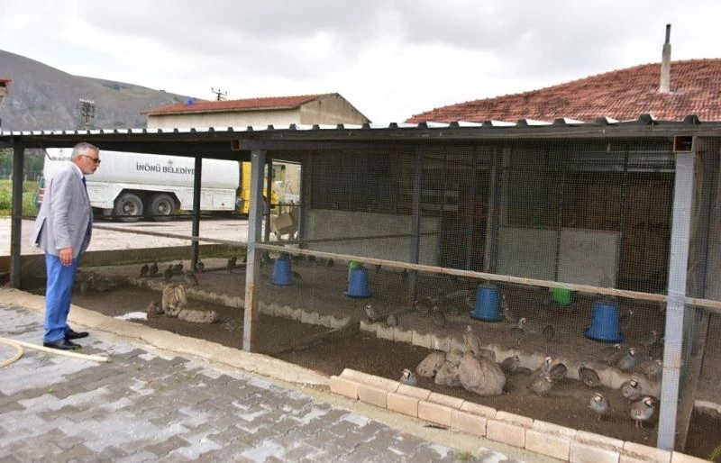 İnönü Belediyesi’nin keklik çiftliği büyümeye devam ediyor
