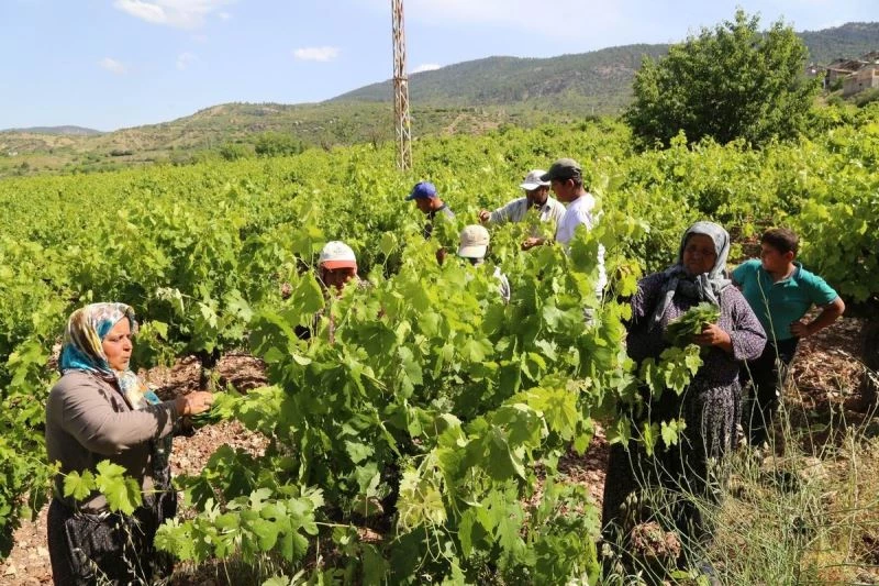 Konya’da üzüm yaprağı hasadı başladı
