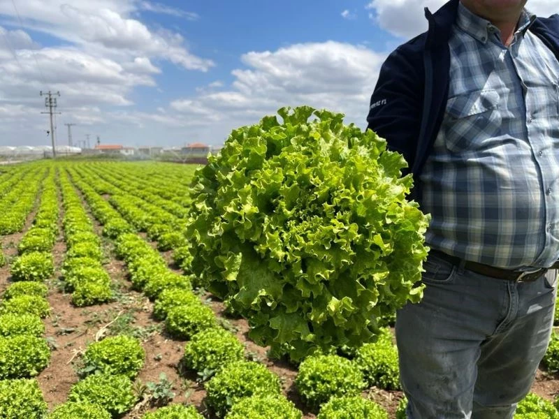  Tarladan 1,5 liraya çıkan marul markette 7-8 lira
