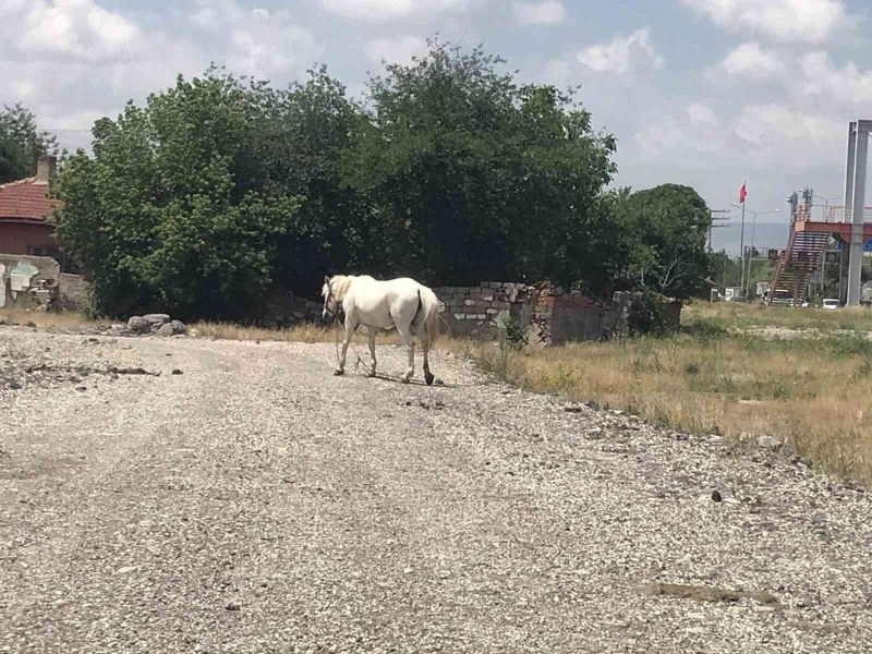 Eskişehir’de başıboş at sorununa çözüm bulunamıyor
