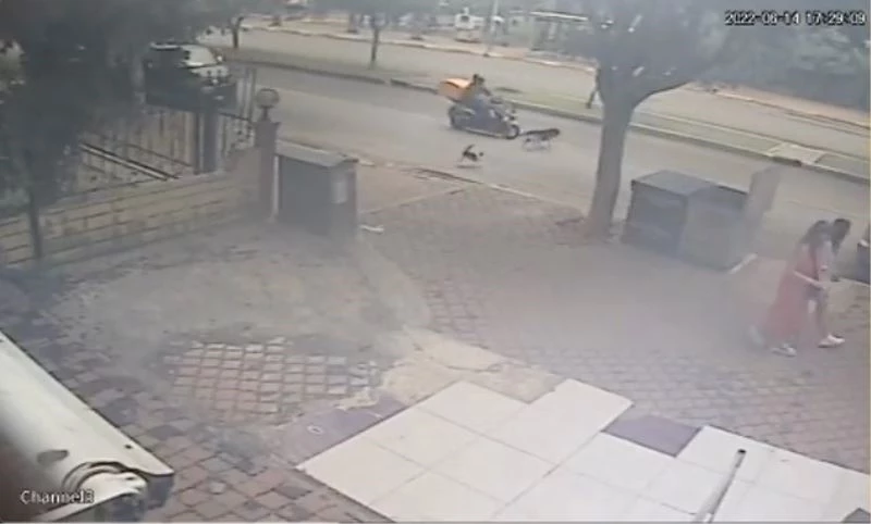 Kediden kaçan köpeğe motosiklet çarptı, o anlar kameraya yansıdı
