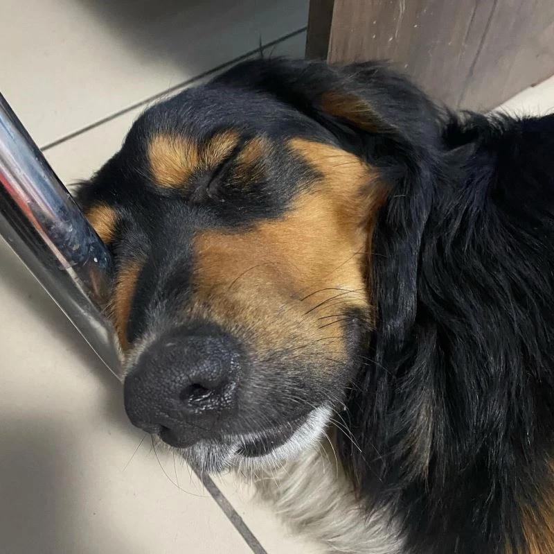 Eline aldığı sopayla köpekleri kovaladı, hayvanseverler tepki gösterdi
