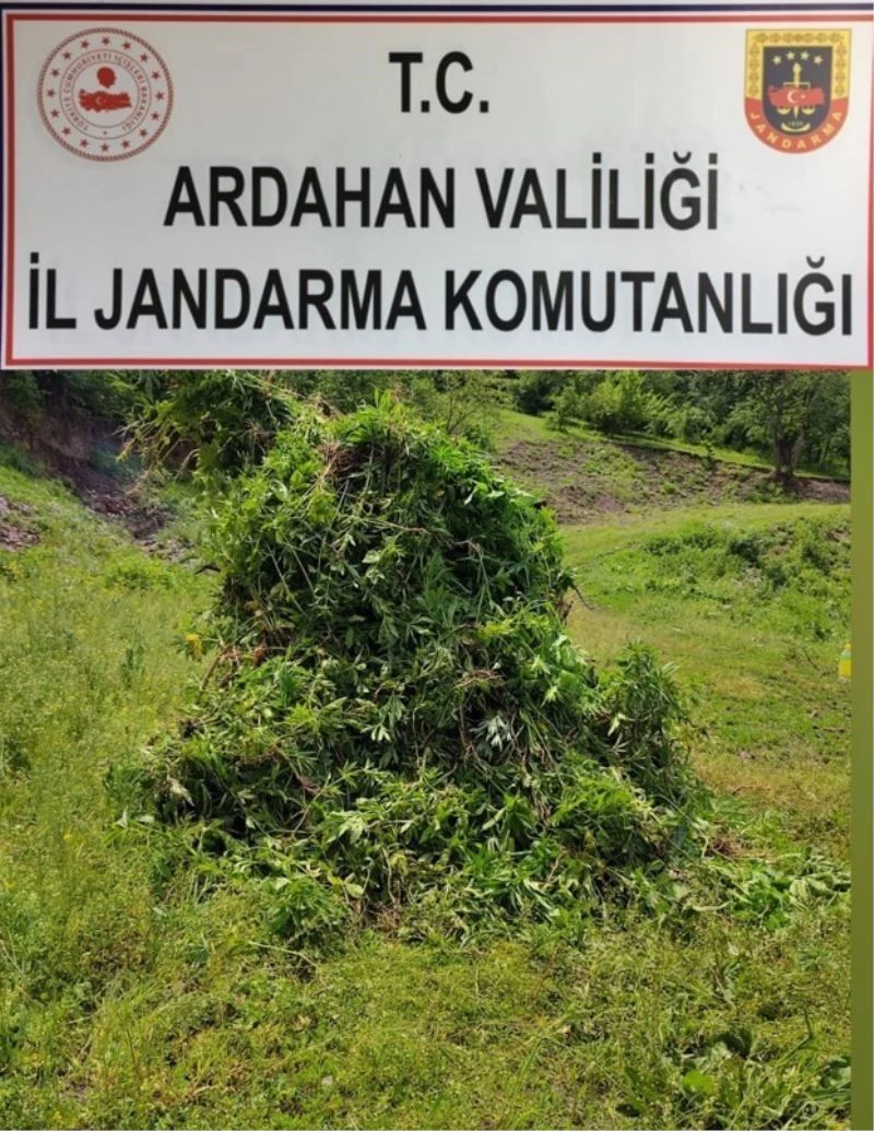 Kendiliğinden yetişen 5 bin 340 kök kenevir bitkisi imha edildi
