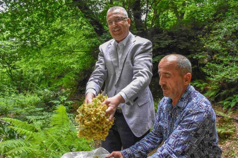 Bursa’nın dünyaca ünlü ıhlamur ormanlarında hasat başladı
