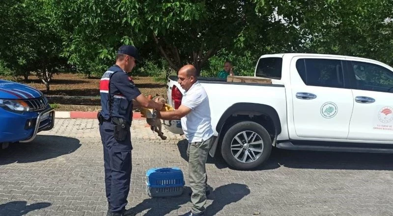 Yaralı atmaca ve tavşana jandarmadan şefkat eli
