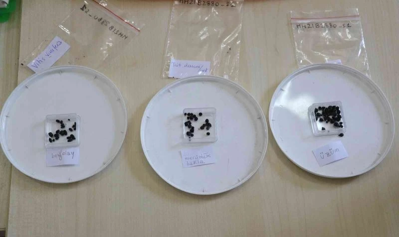 Adana’da 3 bin yıl öncesine ait üzüm, mercimek, bakla, bezelye, buğday ve arpa tohumları bulundu