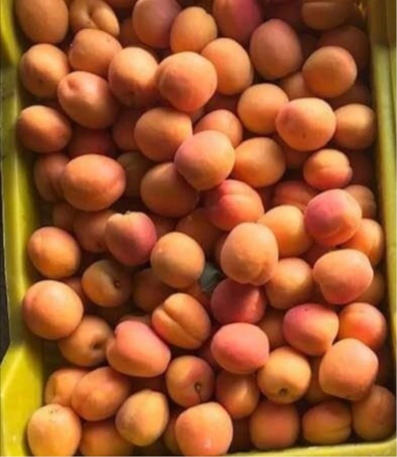 Mut’ta ıskarta kayısı üreticiyi sevindirdi
