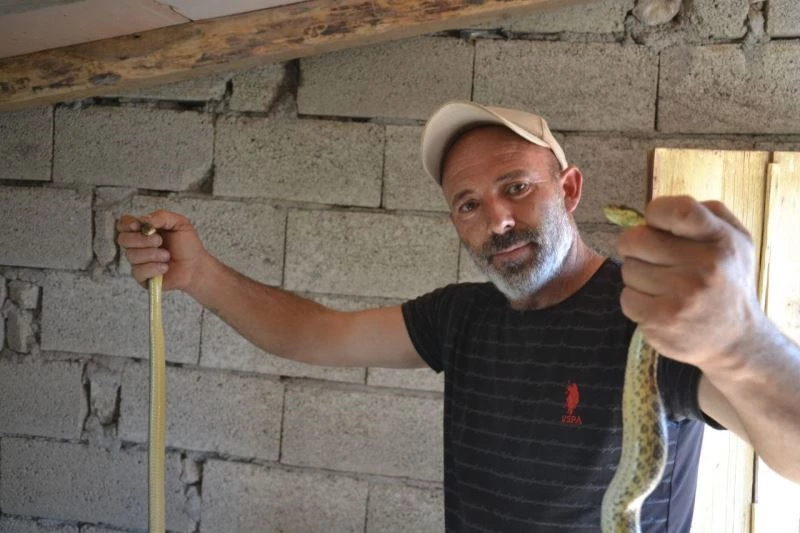 Yavruları yiyen yılanlara nasihat edip doğaya saldı

