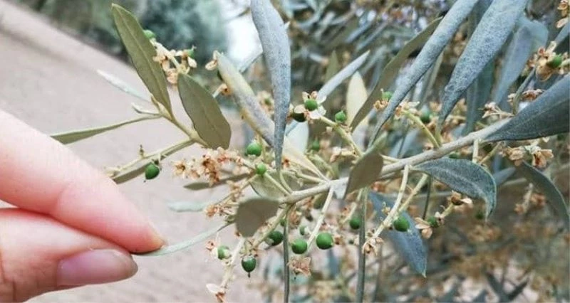 Nazilli İlçe Tarım ve Orman Müdürlüğü üreticileri ’zeytin güvesi’ne karşı uyardı
