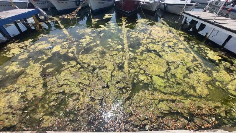 Marmara denizi kendini temizliyor: Kıyılar yosunla kaplanıyor
