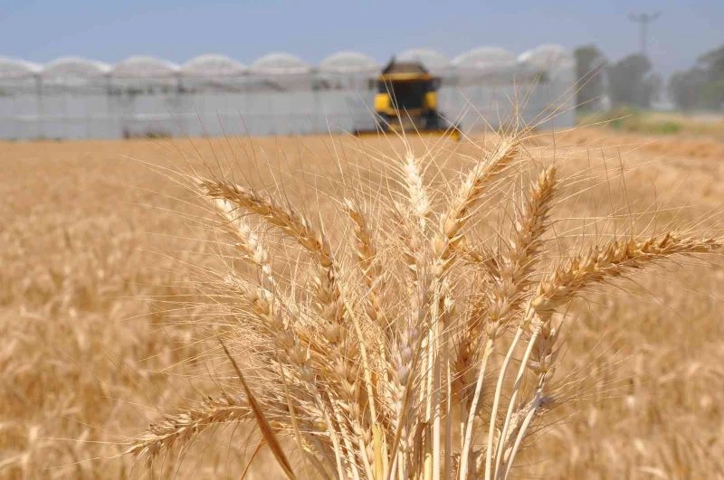 Buğdayı savaş da kuraklık da vurdu

