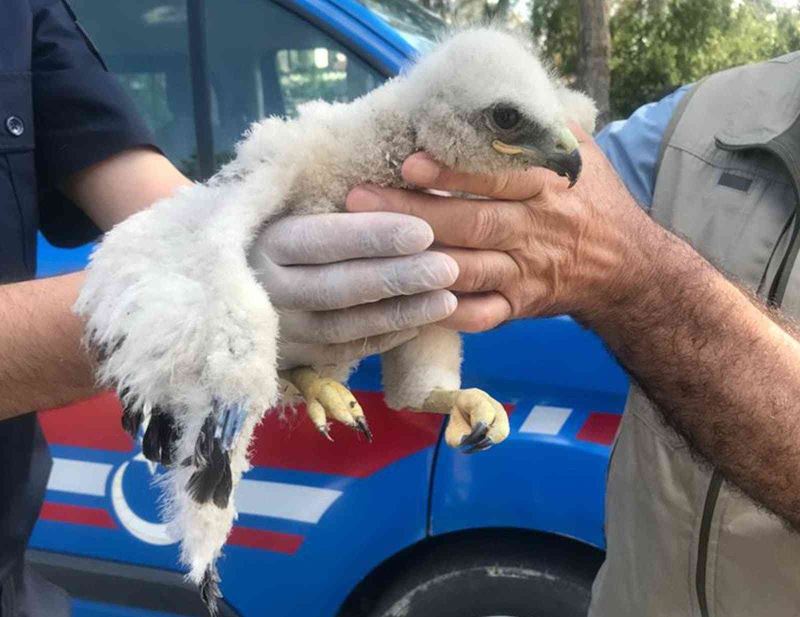 Jandarmanın bulduğu yavru kızıl şahin besleniyor
