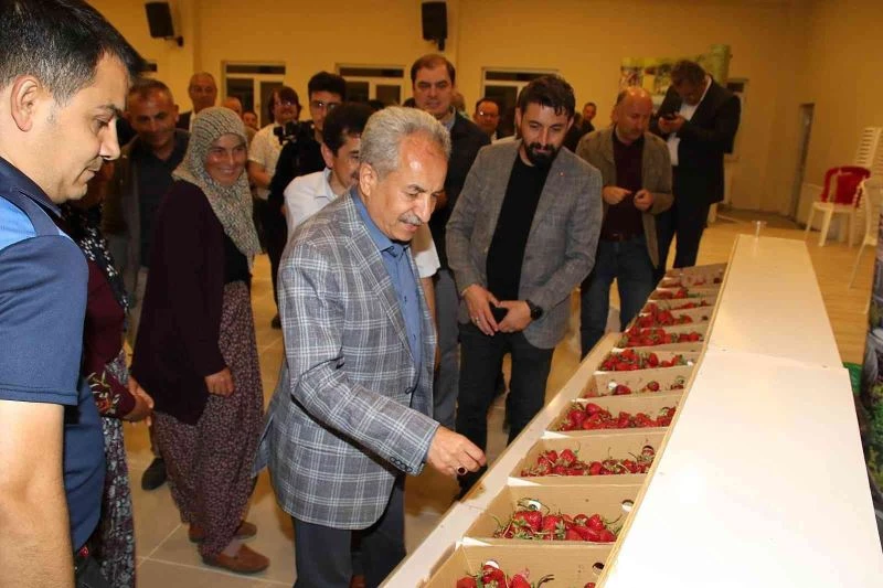 Akşehir Belediyesi Çilek Şenliğine yoğun ilgi
