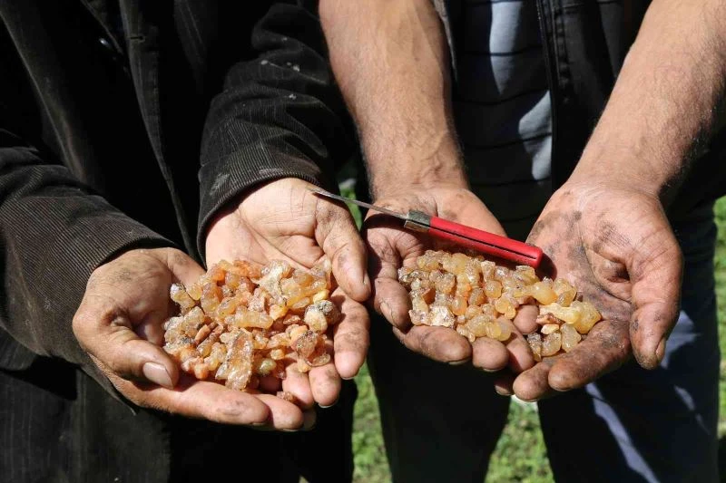 Kanser hastası eşinin tedavisi için sakız toplayıp satıyor
