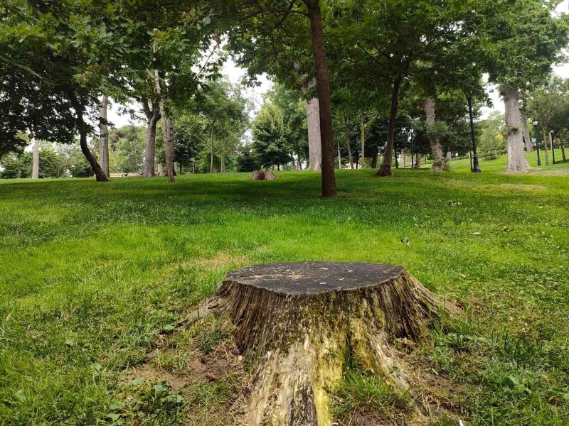 İBB, Emirgan’da 54 ağacı kesmişti, ağaçlardan geriye bu manzara kaldı
