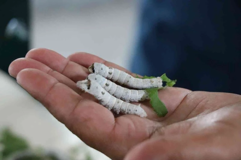 İpek Böceği Besleme Evi’nde çalışmalar devam ediyor
