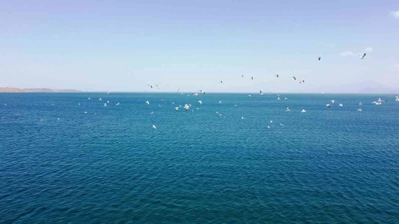 Martıların Van Gölü üzerindeki dansı adeta büyüledi
