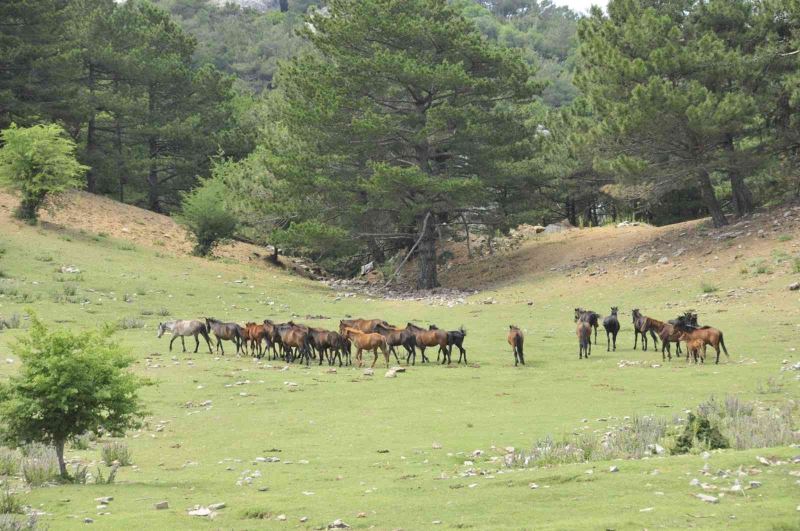 Dilek Yarımadası Milli Parkı’nda yaşayan yılkı atlarının sayısı her geçen gün artıyor
