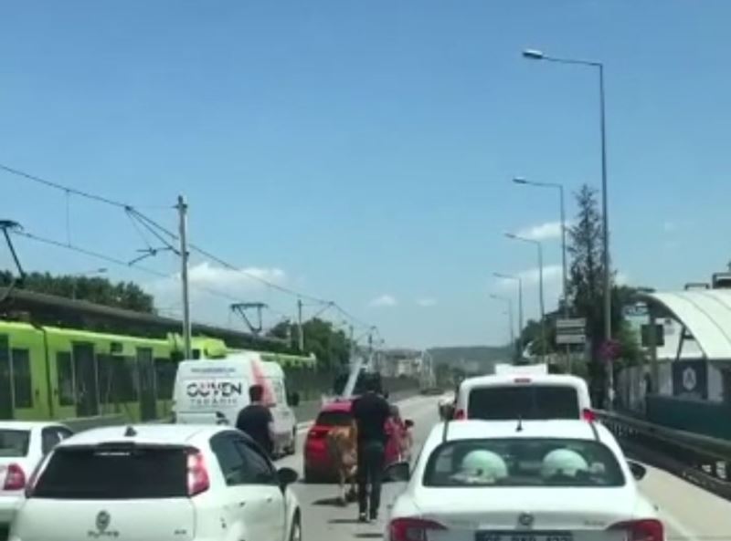 Bursa’da kaçan boğalar trafiği kilitledi
