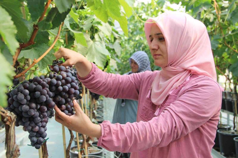 Türk mühendislerinin geliştirdiği üzüm çeşidi üretime hazır
