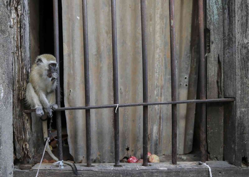 Tanzanya’da maymunların kaçırdığı 1 aylık bebek öldü
