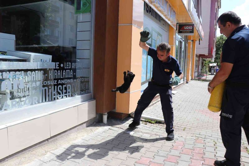 Yaramaz yavru kedi ekipleri çok uğraştırdı
