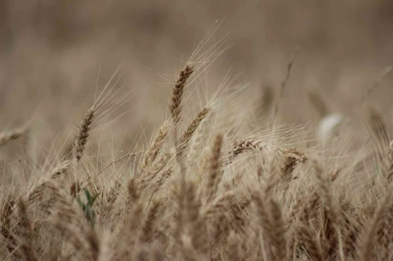 Trakya’da son yağışlar ürünlerin yüzünü güldürdü
