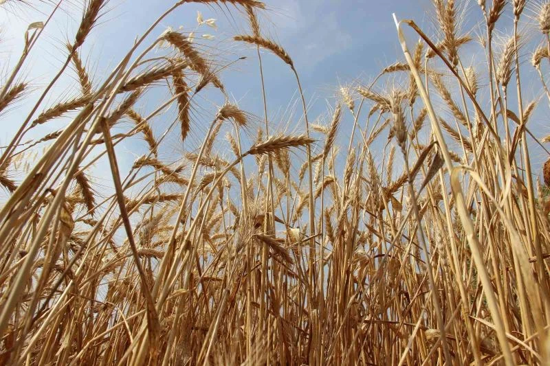 Dünyanın peşinde koştuğu buğdayda hasat devam ediyor
